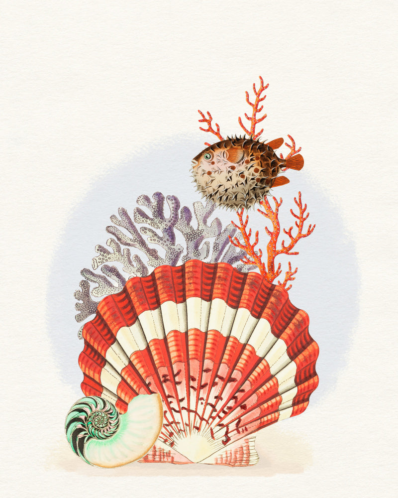 Oceanic Shells and Fish | Canvas