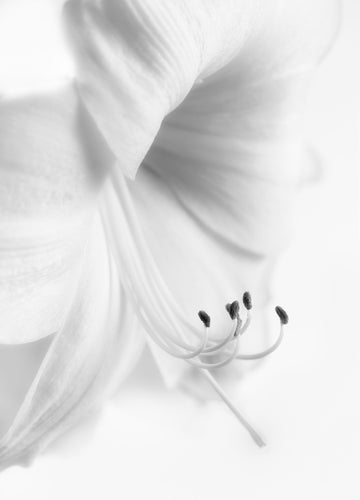 Elegant White Bloom | Poster