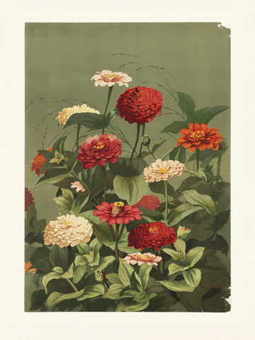Zinnias By Ellen Thayer Fisher | Poster