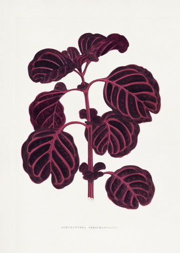 Pink Achyranthes Verschaffeltii Leaf Illustratio | Poster