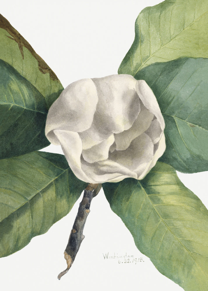 Southern Magnolia (1918) | Canvas
