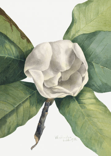 Southern Magnolia (1918) | Poster