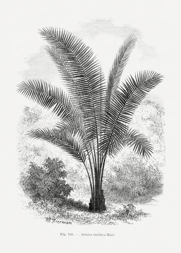 Vintage Palm Tree Drawing Vii | Poster