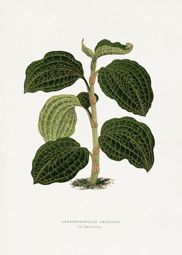Green Anoechtochilus Setaceus Leaf Illustration | Canvas