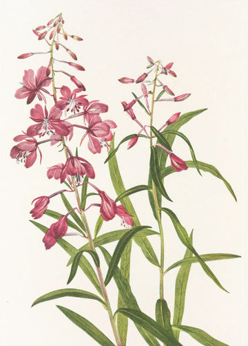 Fireweed From North American Wildflowers (1925) By Mary Vaux Walcott. | Poster