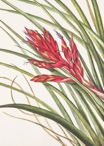 Quill Leaf Tillandsia From North American Wildflowers (1925) By Mary Vaux Walcott | Poster