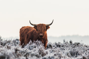 Highland Cow Winter Frost | Canvas