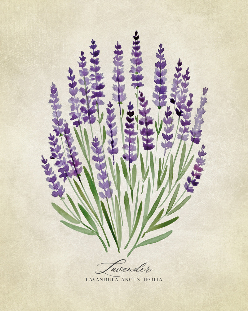 Purple Lavender Botanical | Poster