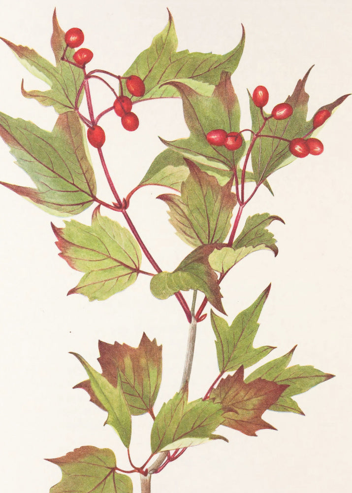 Guelder Rose From North American Wildflowers (1925) By Mary Vaux Walcott. | Canvas