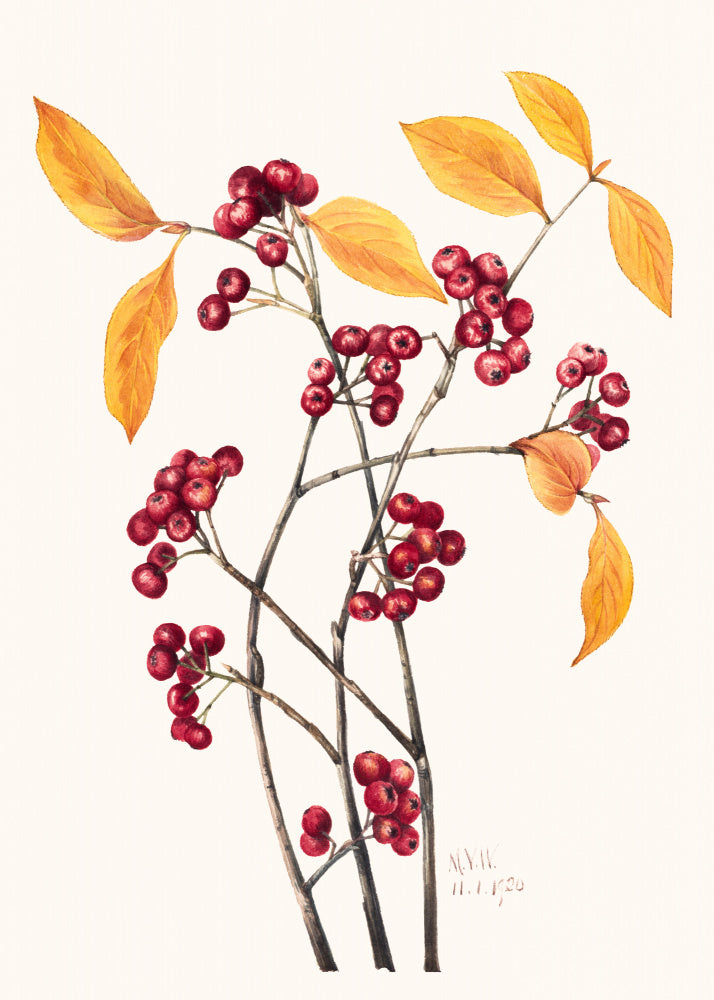 Red Chokeberry (1920) | Poster