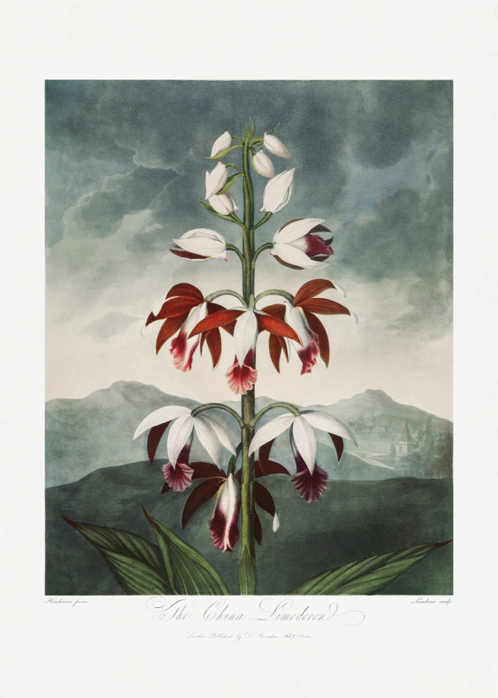 The Chinese Limodoron from The Temple of Flora (1807) | Canvas