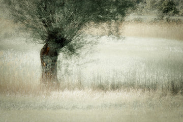 Willow | Canvas