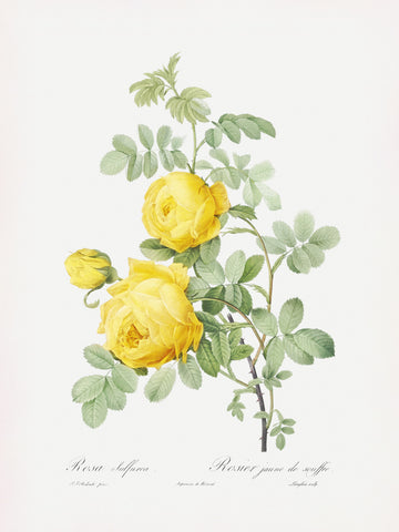 Rosa Hemisphaerica, Les Roses (1817–1824) | Poster