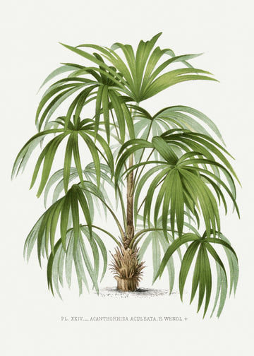 Xxiv Acanthorhiza Aculeata | Poster