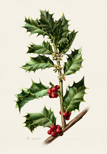 Festive Holly Berries | Canvas
