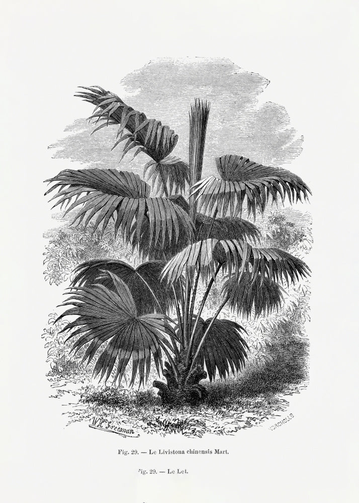 Vintage Palm Tree Drawing Xii | Poster