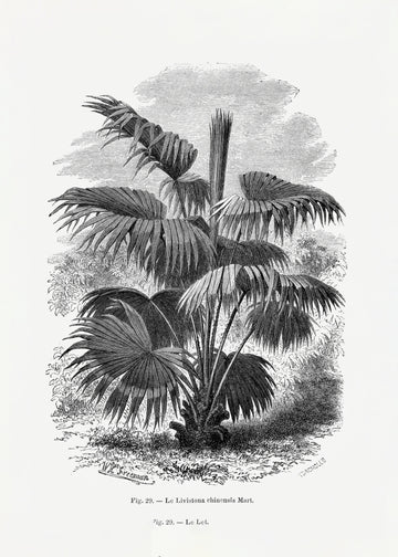 Vintage Palm Tree Drawing Xii | Poster