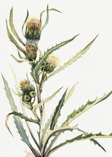 White Thistle | Poster