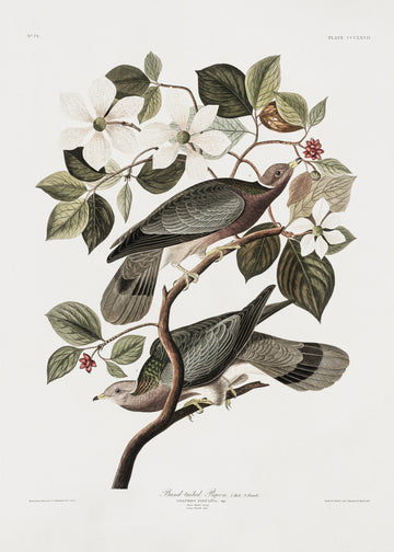 Brand Tailed Pigeon From Birds Of America (1827) | Canvas
