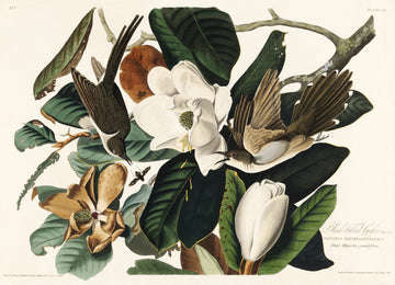 Black Billed Cuckoo From Birds of America (1827) | Poster