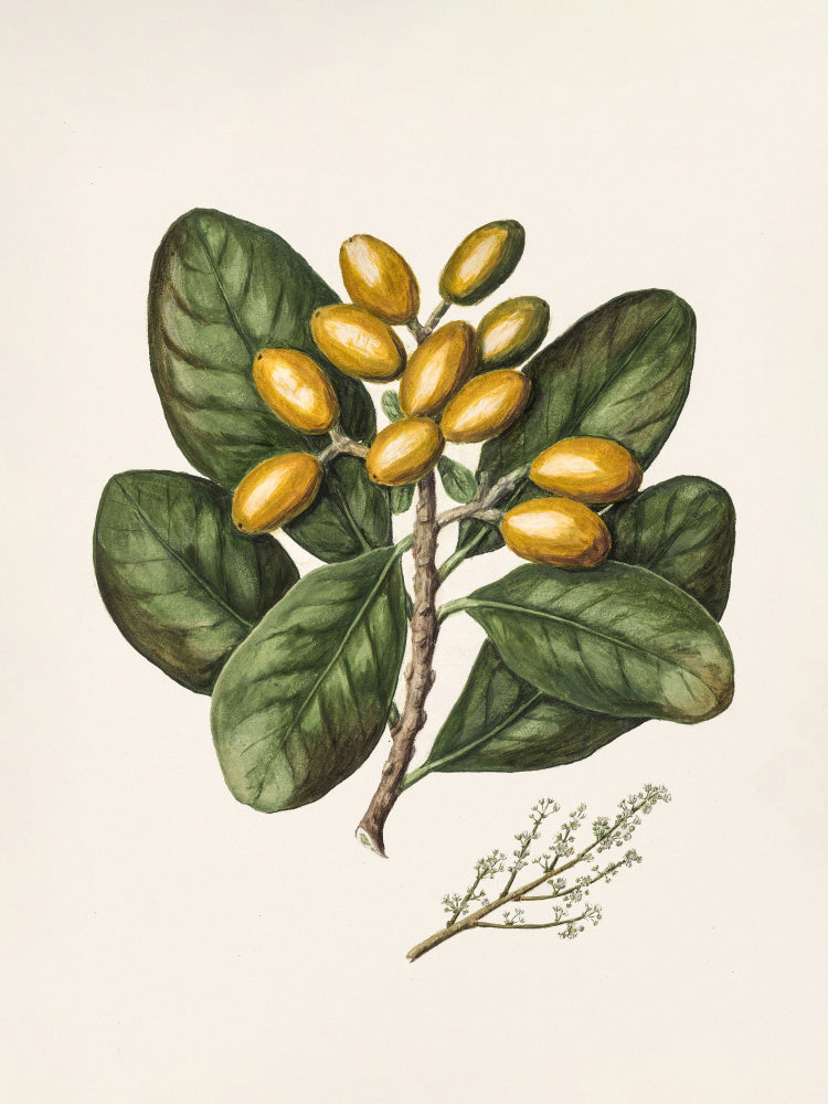 Karaka Drawn By Sarah Featon (1848–1927) | Canvas