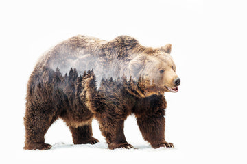 Forest Bear Spirit | Poster