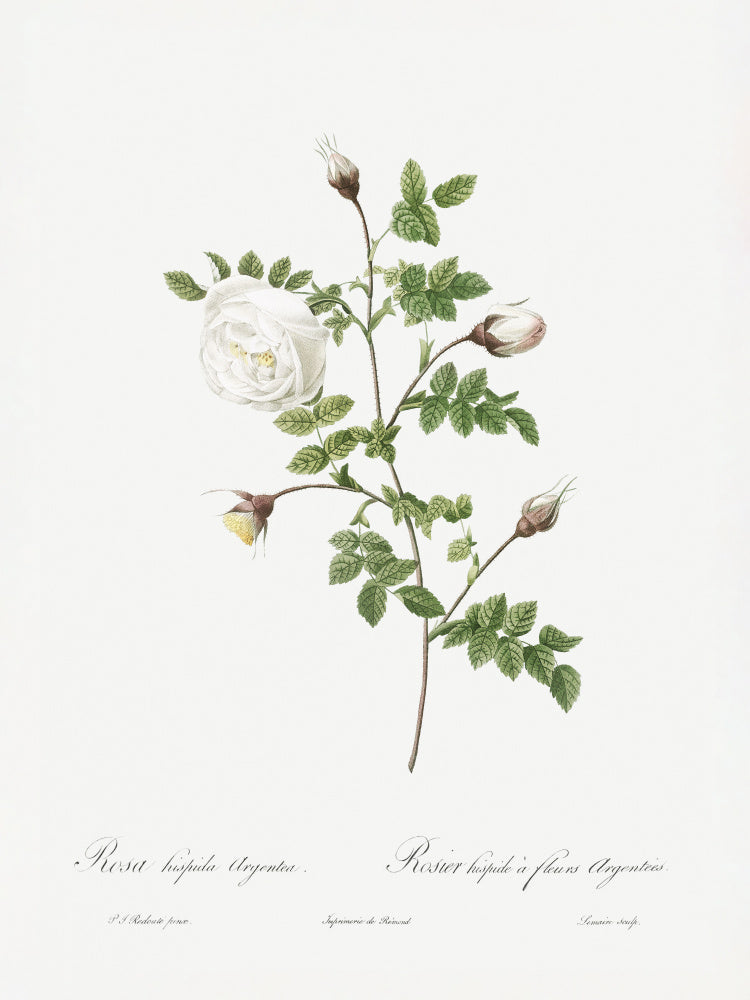 Silver Flowered Hispid Rose, Les Roses (1817–1824) | Poster