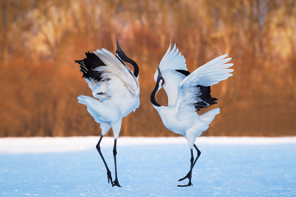 Dancing Red-crowned Cranes | Poster