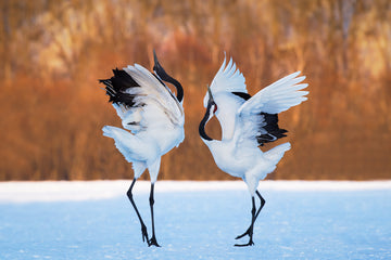 Dancing Red-crowned Cranes | Poster