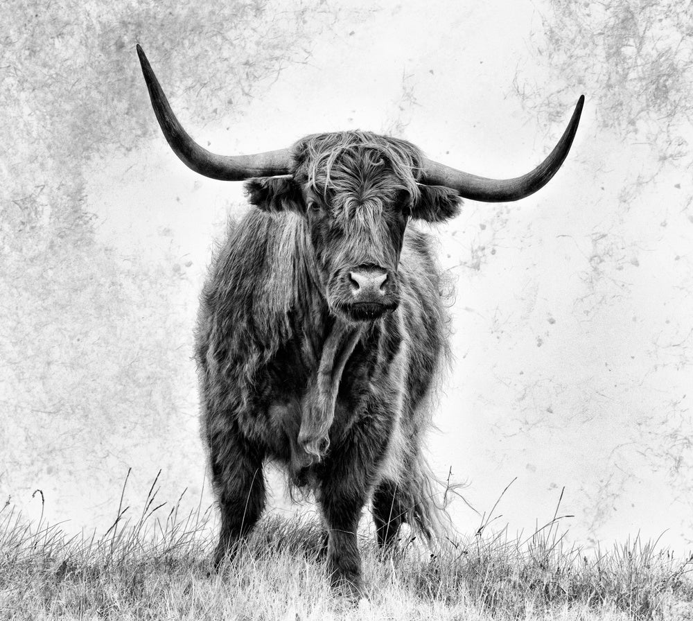 Majestic Highland Cow | Poster