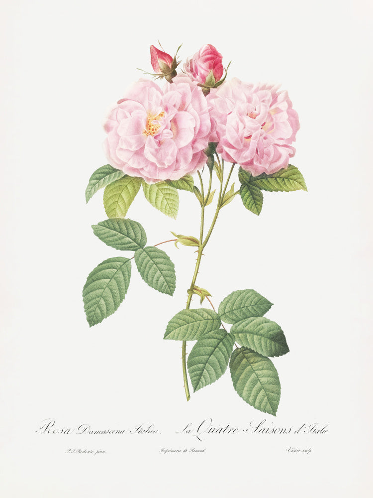 Rosa Bifera Officinalis, Les Roses (1817–1824) | Canvas