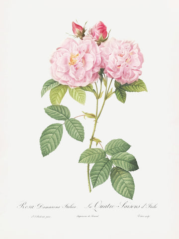 Rosa Bifera Officinalis, Les Roses (1817–1824) | Canvas