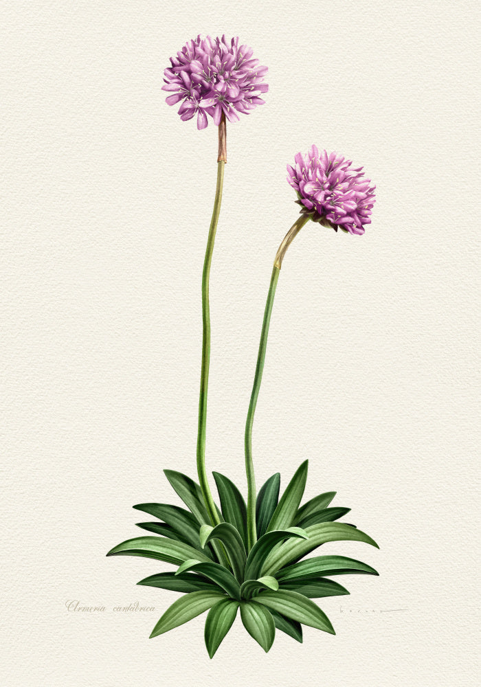 Purple Botanical Bloom | Poster