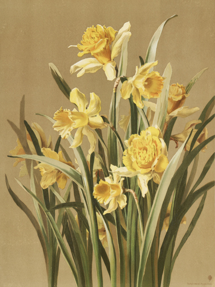 Daffodils | Canvas
