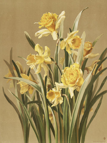 Daffodils | Poster