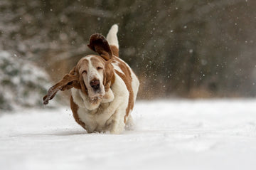 Joyful Basset Hound Snow Run | Poster