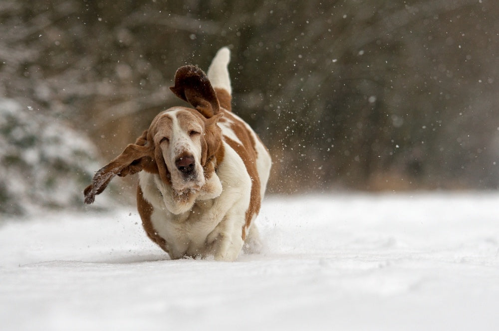 Joyful Basset Hound Snow Run | Canvas