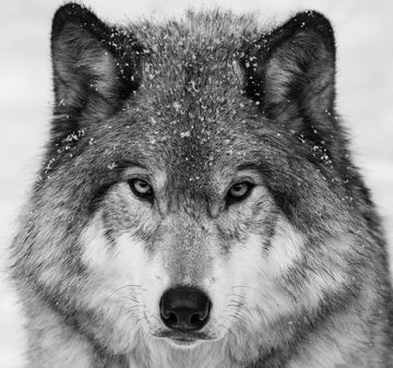 Winter Wolf Gaze | Canvas