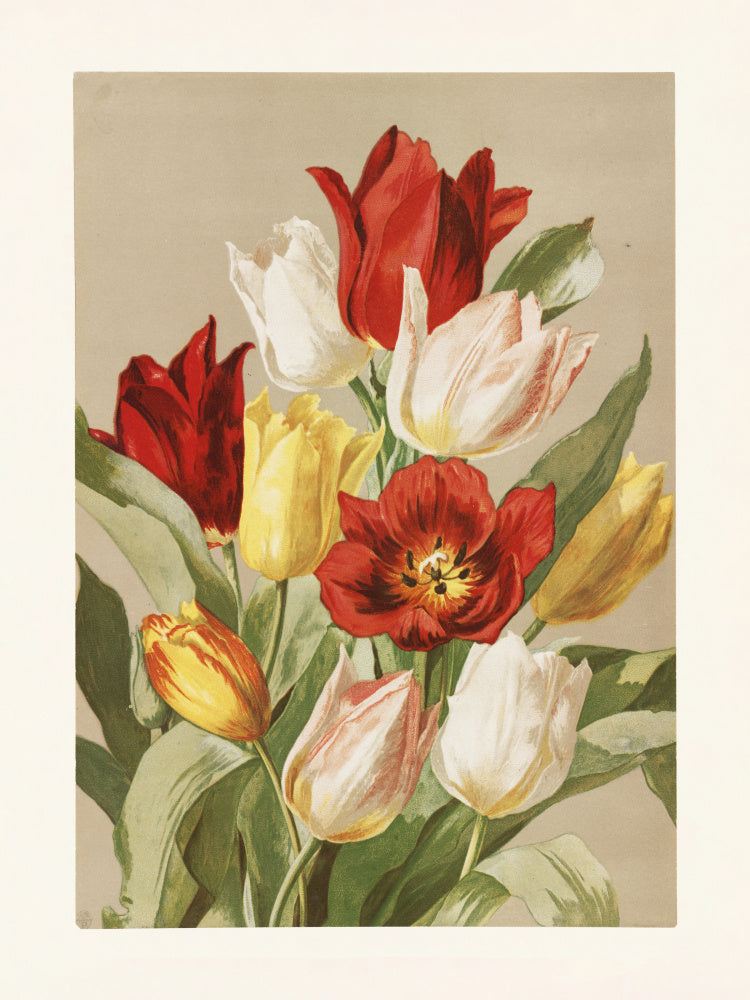 Tulips By Ellen Thayer Fisher | Canvas
