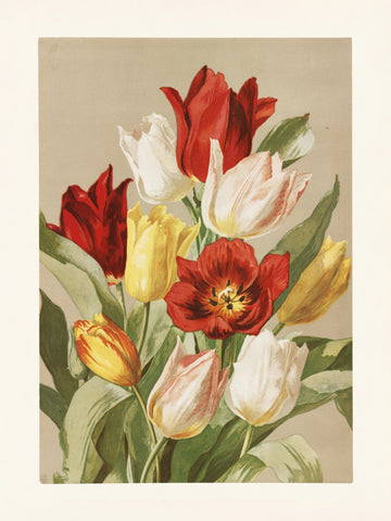Tulips By Ellen Thayer Fisher | Canvas