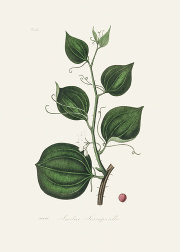 Lmilax Larsaparilla  Medical Botany | Canvas