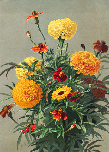 Marigolds | Canvas