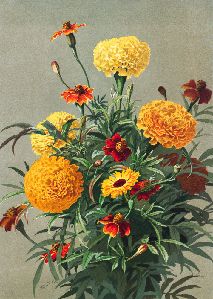 Marigolds | Poster