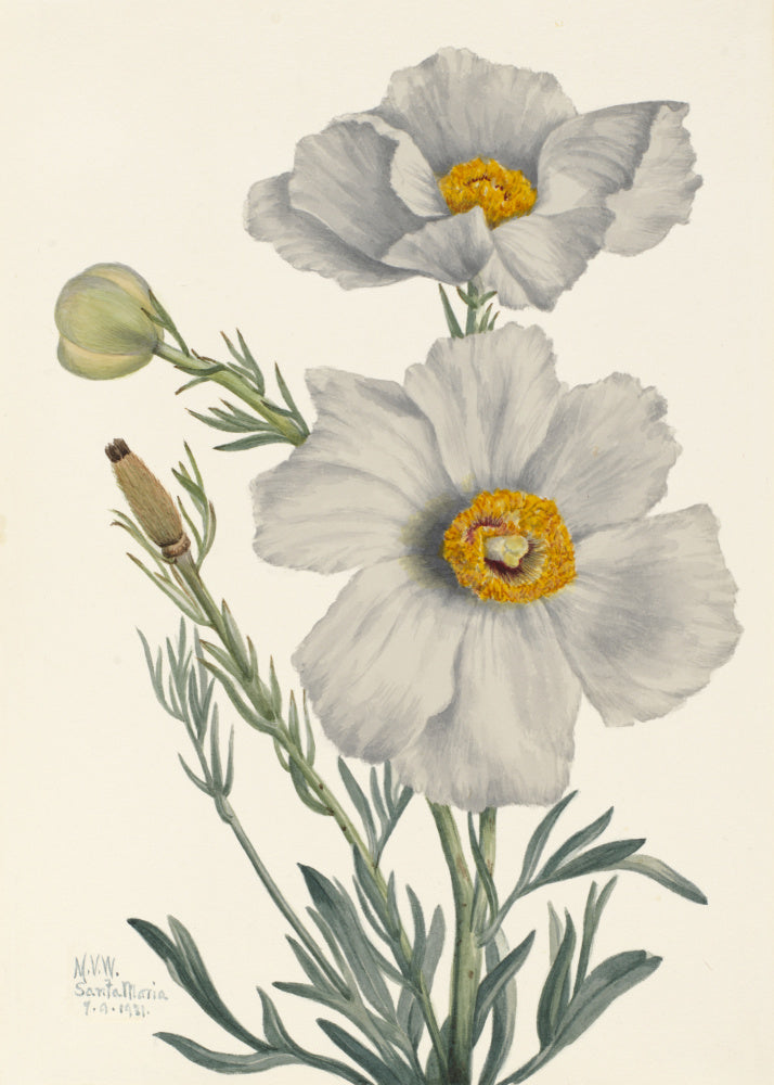 Matilija Poppy | Poster