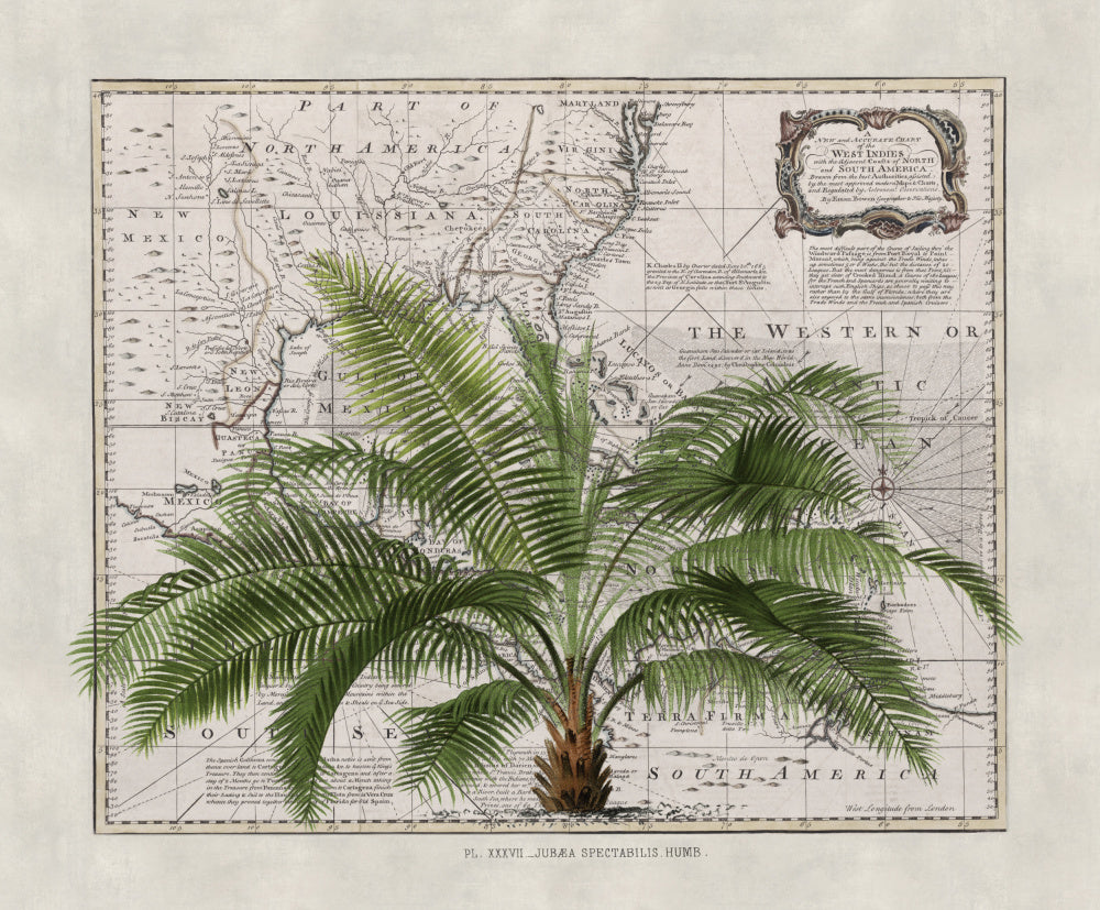 Vintage Map Palm Tree | Canvas