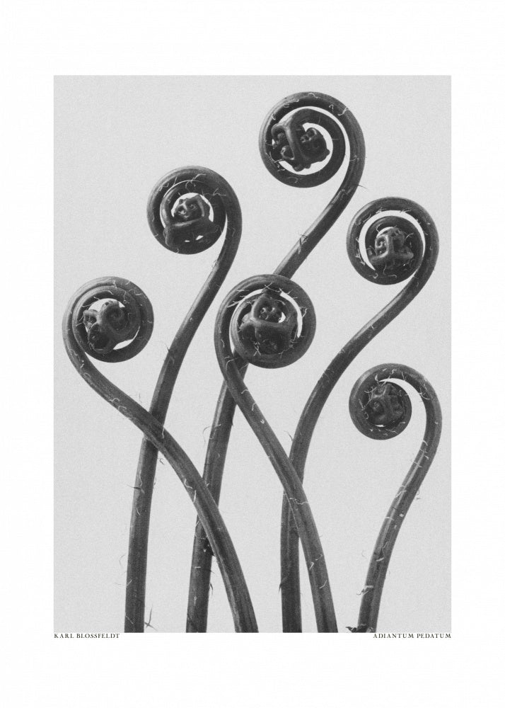 Adiantum pedatum | Poster