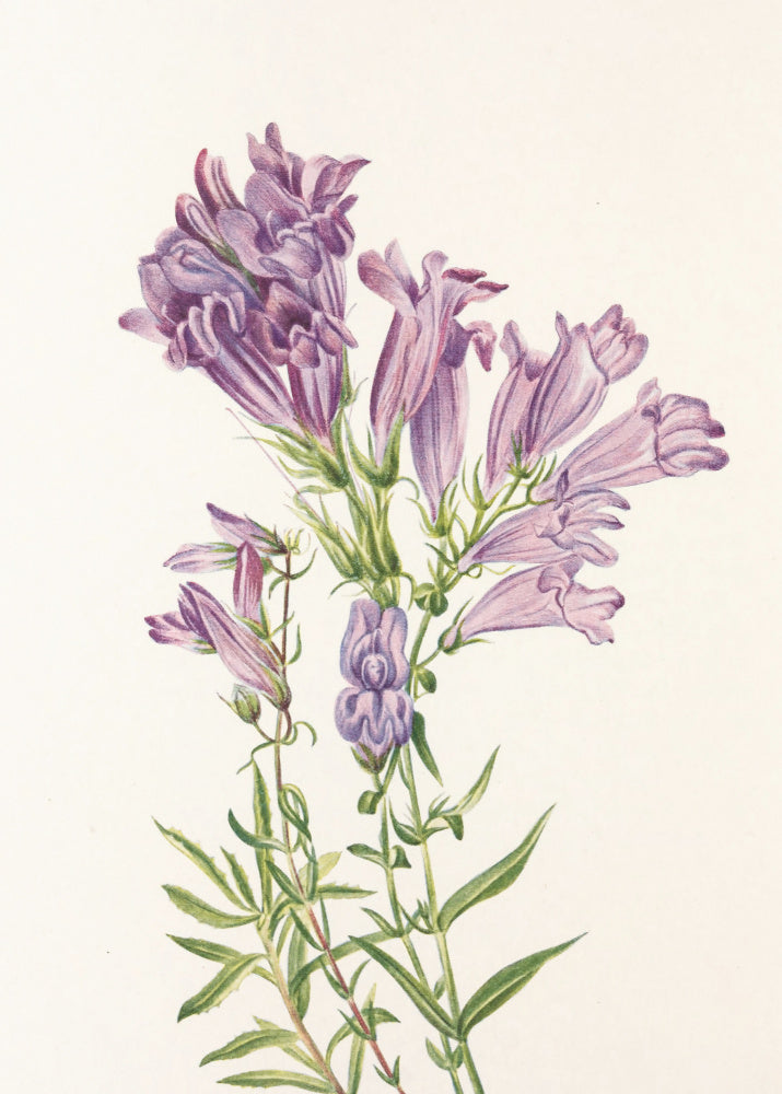 Purple Penstemon From North American Wildflowers (1925) By Mary Vaux Walcott | Poster