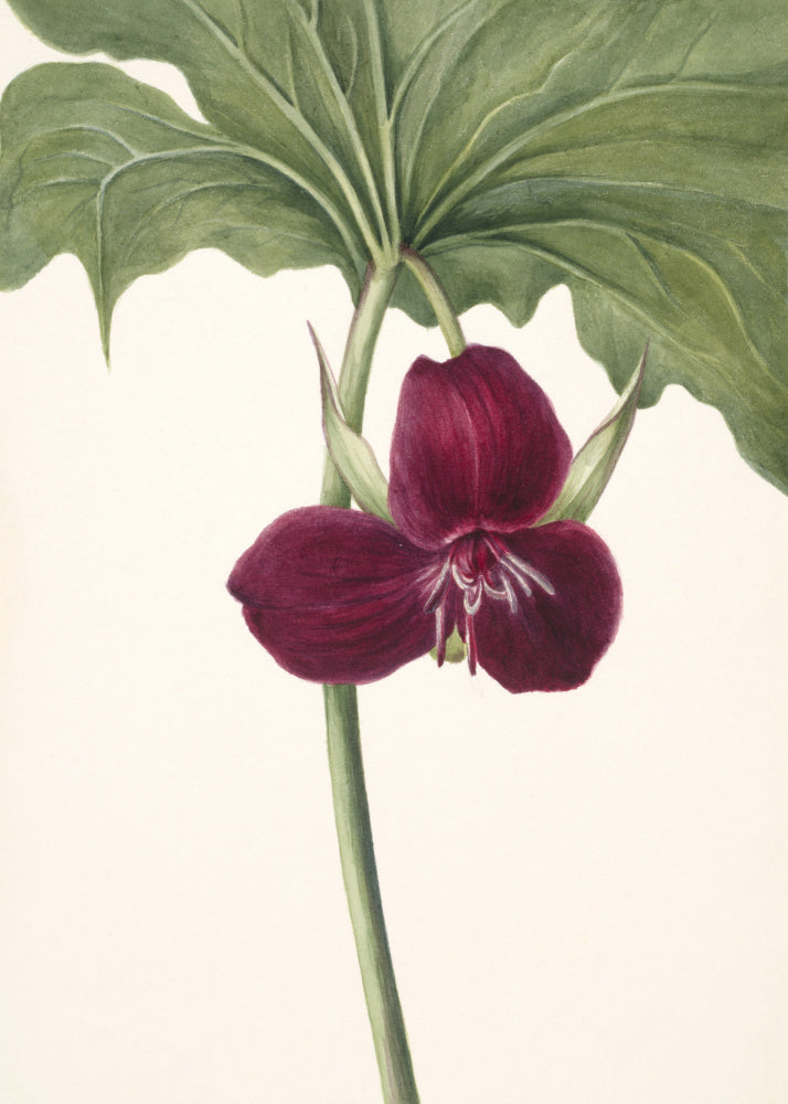 Sweet Trillium | Poster