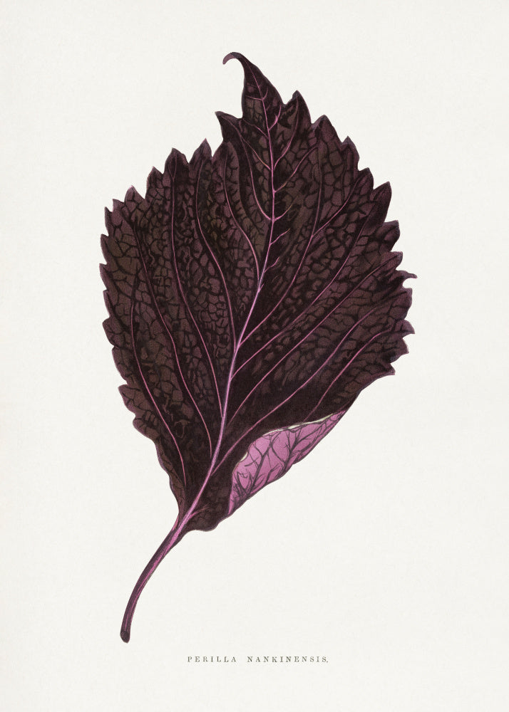 Pink Perilla Nankinensis Leaf Illustration | Canvas