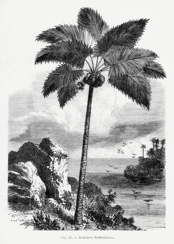 Vintage Palm Tree Drawing I | Canvas